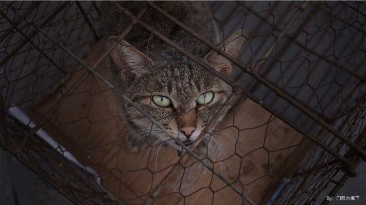 Về hiệu suất quang học, TTArtisan 27mm f/2.8 thể hiện sự mạnh mẽ về độ sắc nét trung tâm