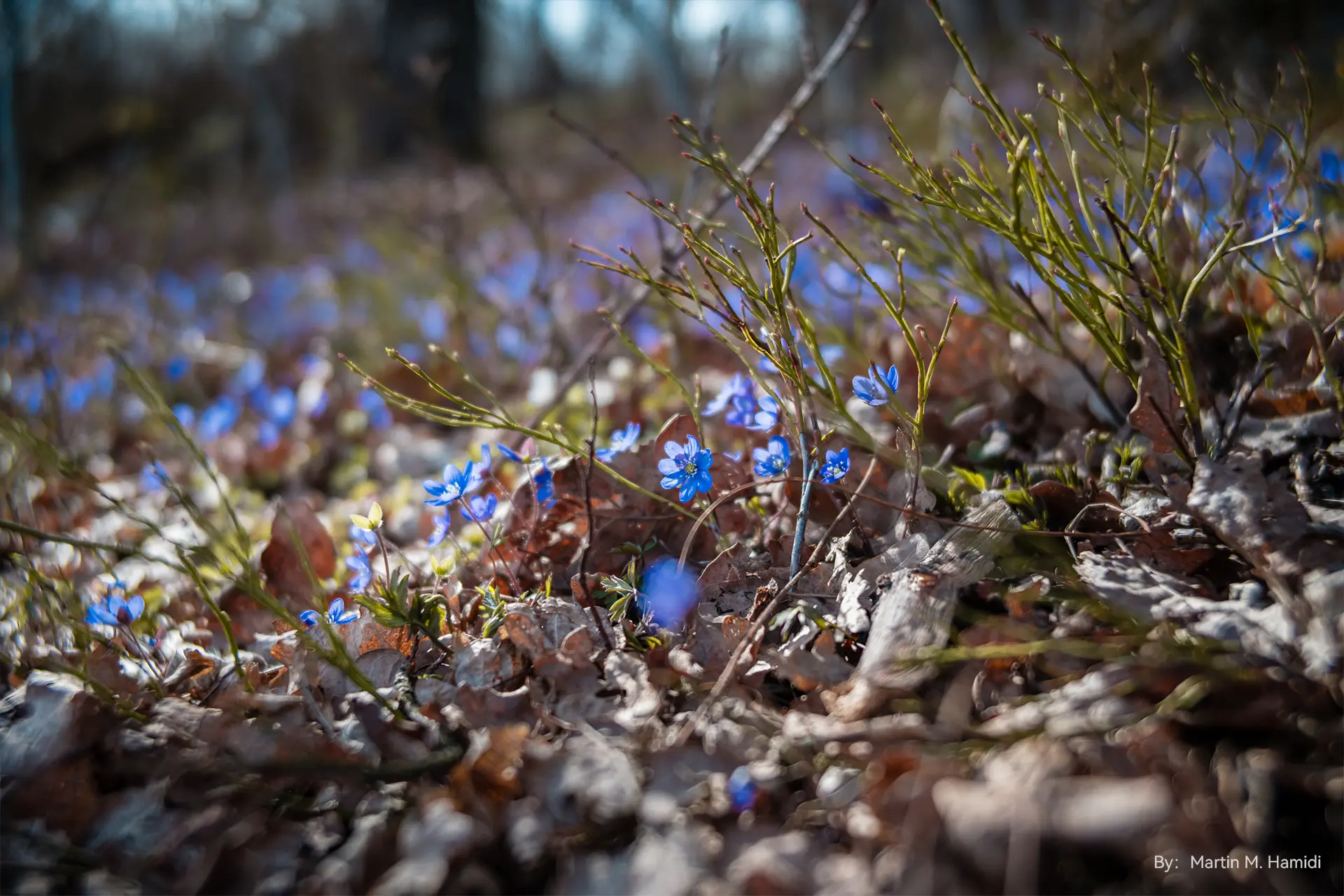 Khoảng cách lấy nét gần nhất 0.65m, chế độ Soft Bokeh của TTArtisan 50mm T2.1 tạo nên phông nền mờ mềm mại và mịn màng