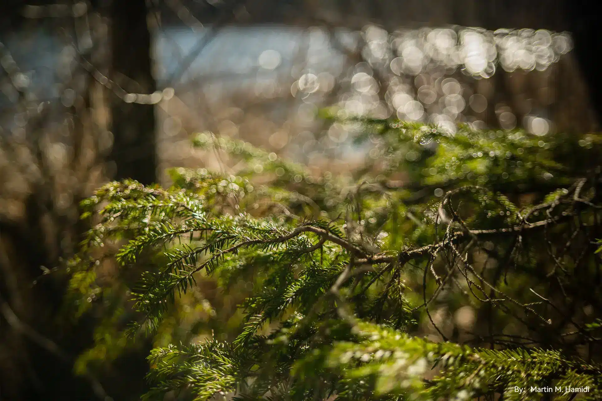 Ở khẩu độ mở rộng T2.1, ống kính TTArtisan 50mm T2.1 và 85mm T2.1 cho độ sắc nét tốt tại vùng tâm, phù hợp cho các cảnh quay chủ thể gần