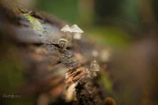 Khẩu độ lens máy ảnh