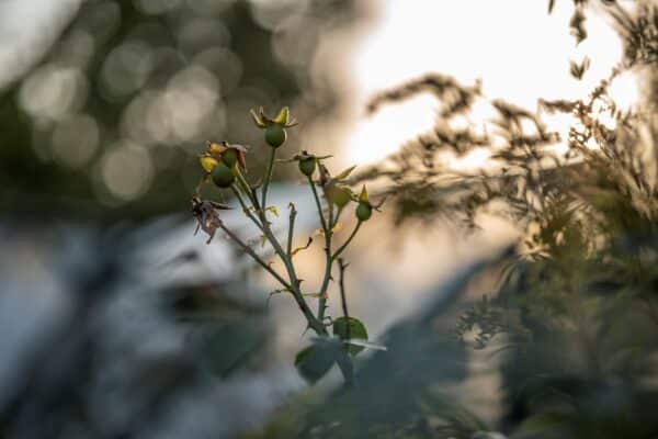 TTArtisan 75mm f/2 sáng hơn một chút so với các ống kính 75mm f/2.8 truyền thống