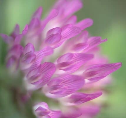 10 mẹo tạo hiệu ứng Bokeh đẹp trong nhiếp ảnh bạn nên biết