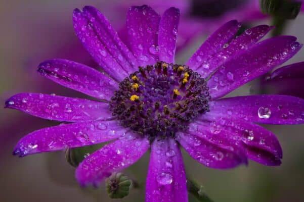 Lấy Nét Thủ Công Là Gì? Tìm Hiểu Chế Độ Manual Focus Trên Ống Kính