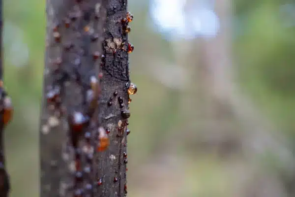 khẩu độ nhỏ hơn để lấy nét thủ công (MF)