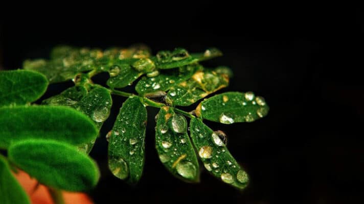 Hướng dẫn cách chụp Macro cho người mới bắt đầu chi tiết, dễ hiểu