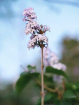 Ống Kính Tilt Shift ứng dụng chụp sản phẩm và macro