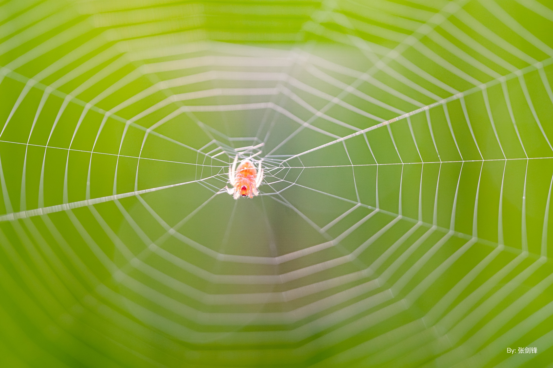 TTArtisan 40mm f 2.8 cho phép phóng đại ảnh theo kích thước thực 1:1 với khoảng cách lấy nét tối thiểu chỉ 6,7"