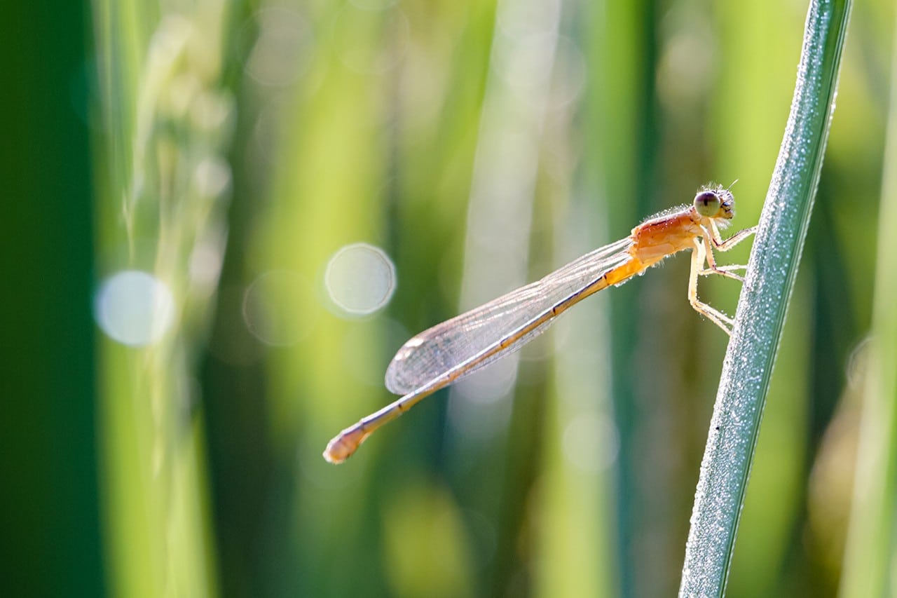 Khẩu độ tối đa f/2.8 kết hợp với 11 lá khẩu tròn mang lại hiệu ứng bokeh mềm mại, mịn màng, tách biệt chủ thể rõ nét
