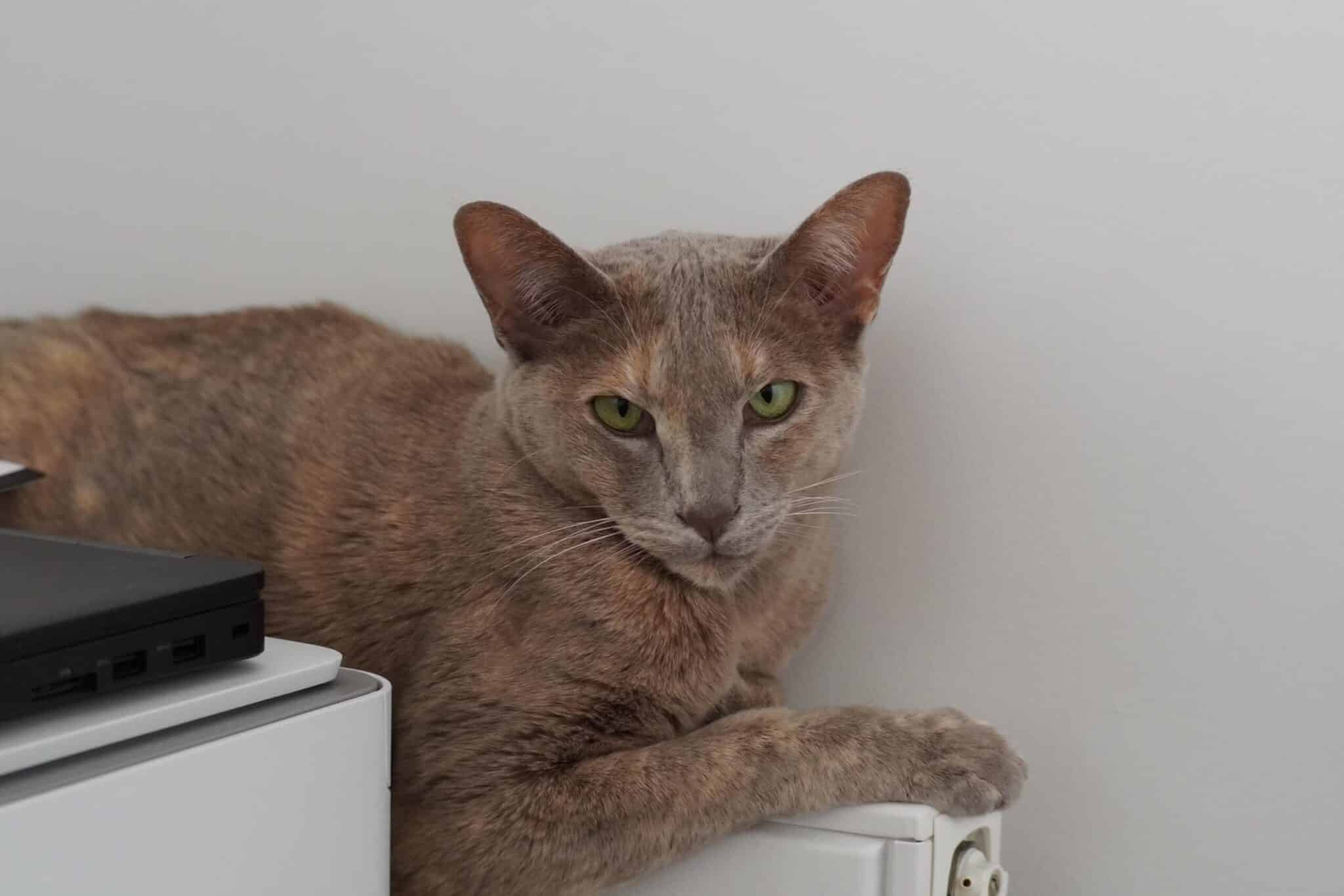 Ống kính TTArtisan 50mm 1.2 giúp tạo ra hiệu ứng xóa phông mềm mại và nổi bật chủ thể trong khung hình