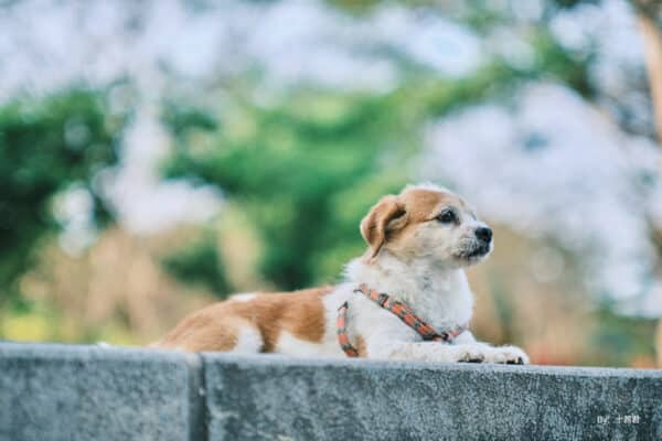 TTArtisan 50mm f/0.95 for Micro Four Thirds