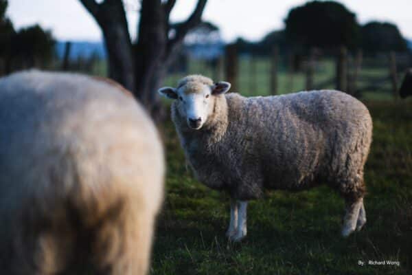 TTArtisan 50mm f/0.95 for Micro Four Thirds