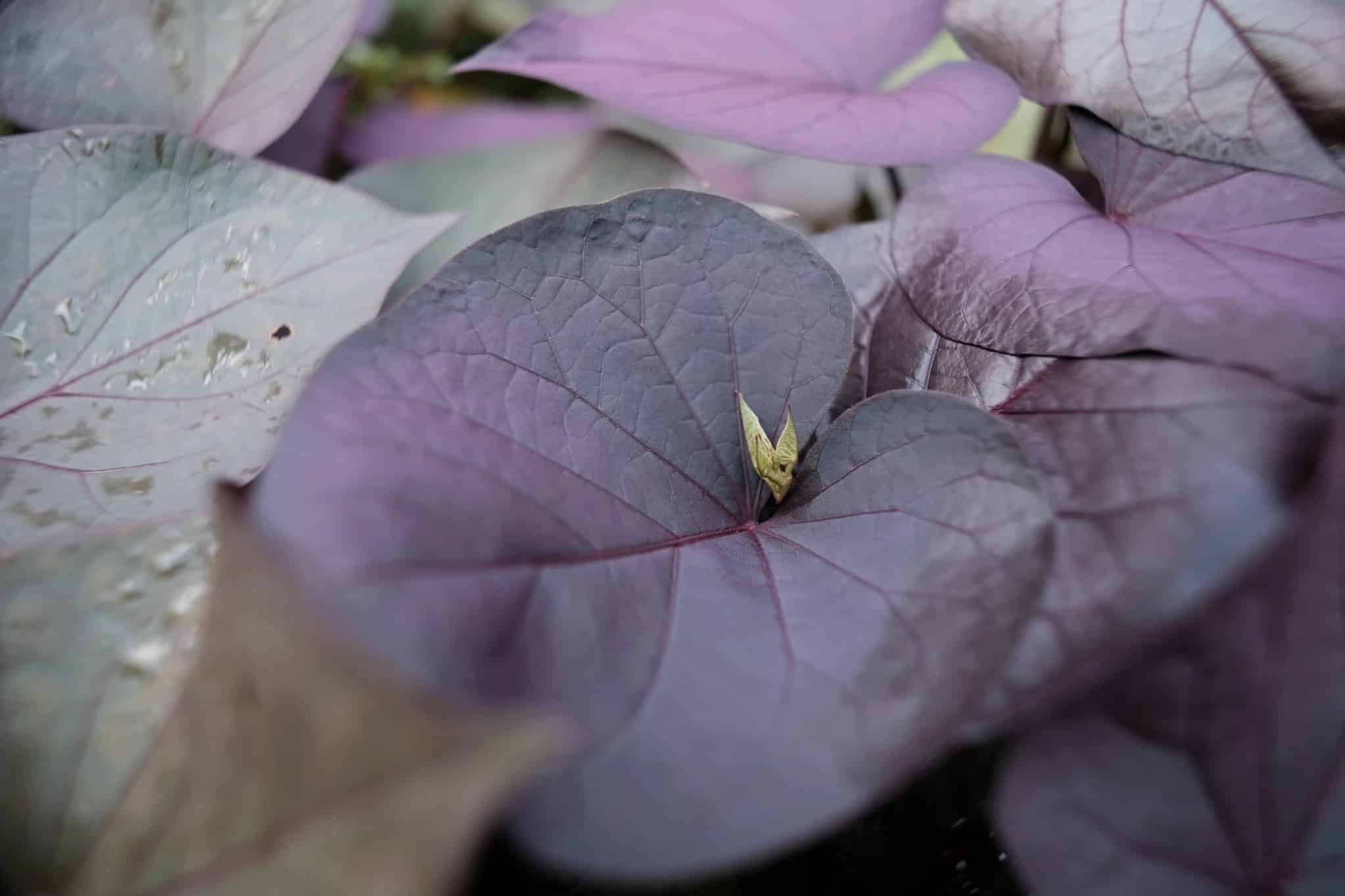 Đánh giá TTArtisan 17mm f/1.4, một điểm nổi bật đáng chú ý là khoảng cách lấy nét tối thiểu (MOD) chỉ 20 cm – khá gần đối với một ống kính góc rộng nhỏ gọn