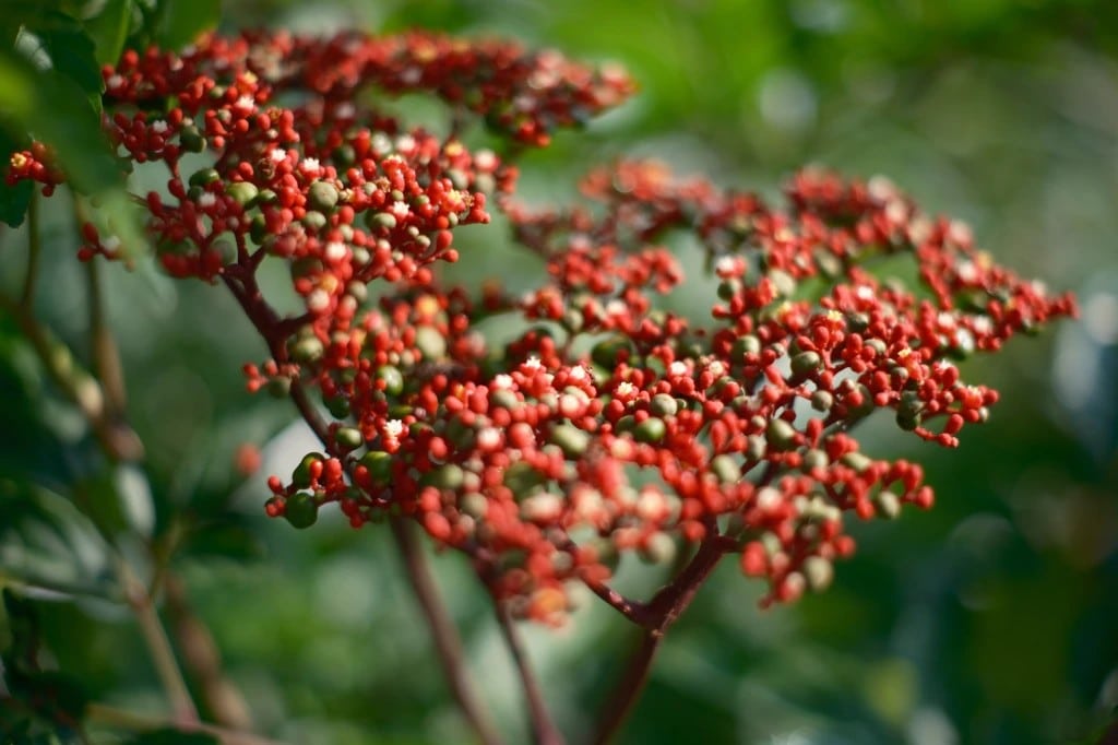 Khoảng cách lấy nét tối thiểu (MFD) được ghi nhận ở mức 35cm – tương đương với nhiều ống kính 35mm APS-C khác