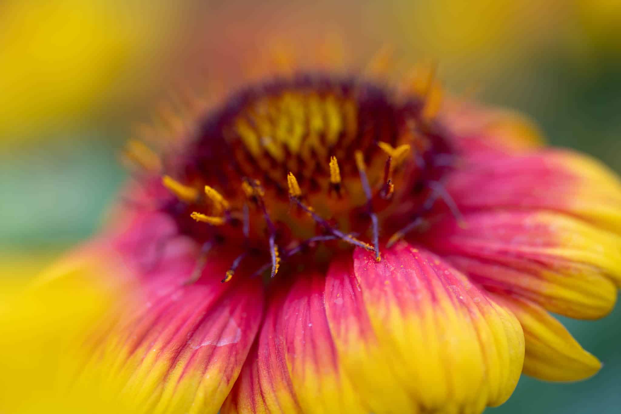 Ống kính kết hợp tính năng macro và tilt-shift một cách hạn chế – như PC-E Nikon 85mm f/2.8D với khả năng phóng đại chỉ 1:2