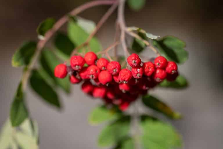 Ở khoảng cách macro, bokeh rất mịn; còn ở khoảng cách chân dung, hiệu ứng bokeh vẫn dễ chịu và không có hiện tượng mắt mèo rõ rệt trên fullframe