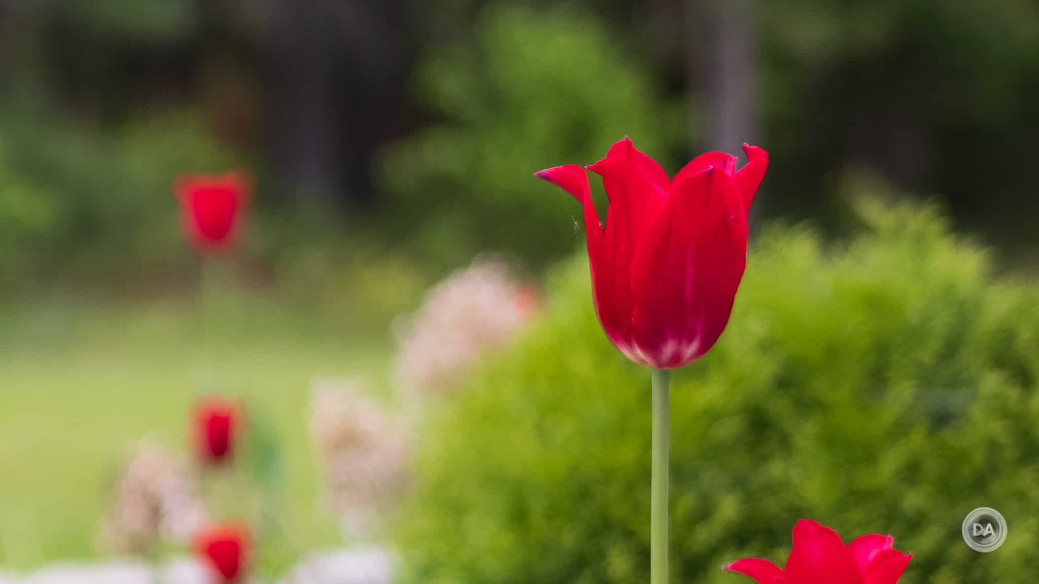 Từ F2.8 trở đi, trung tâm cải thiện rõ rệt, và ở F5.6, chất lượng ảnh ở rìa cũng tăng đáng kể