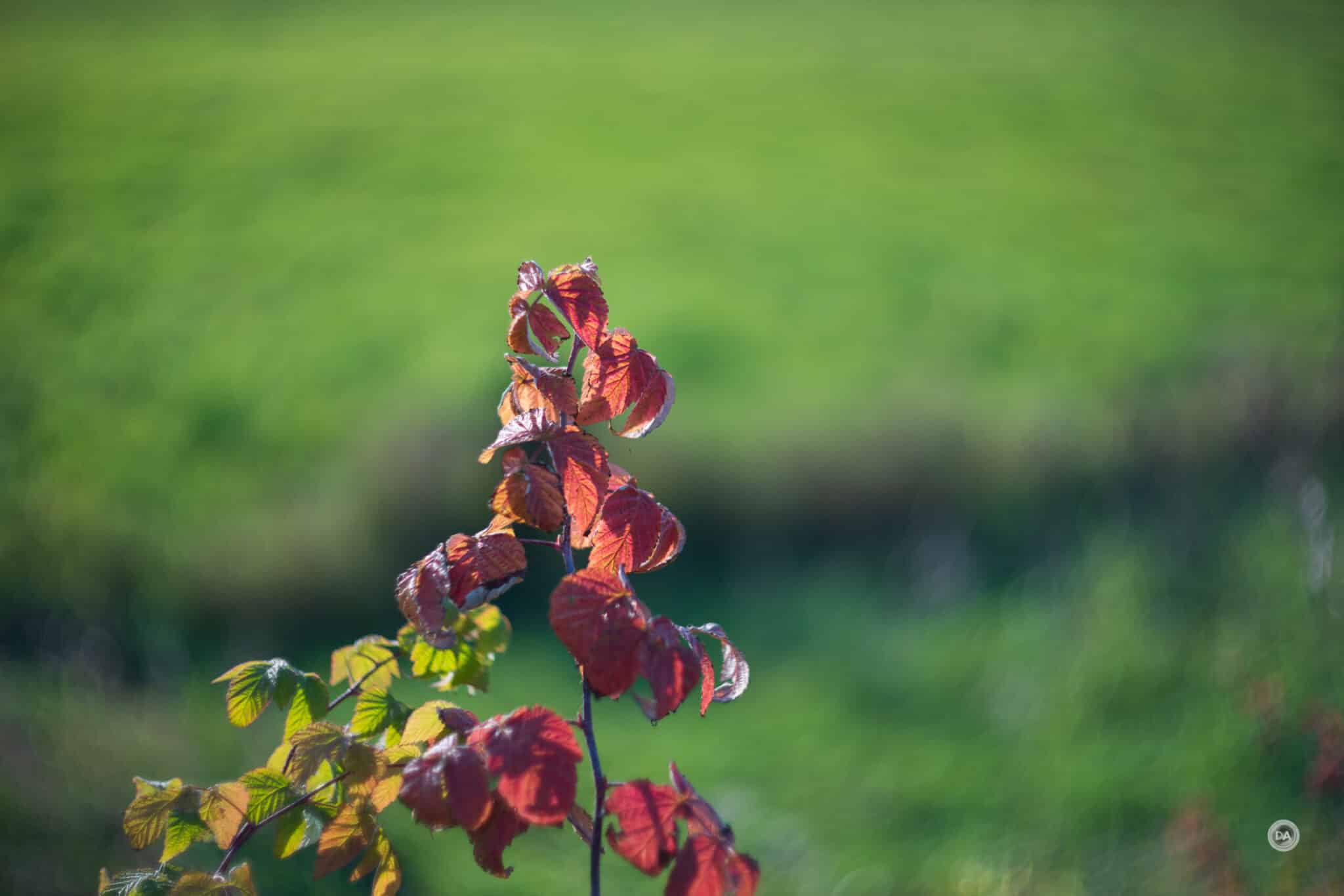 Điểm đặc sắc nhất của TTArtisan 75mm f/1.5 Swirly Bokeh chính là khả năng tạo bokeh mềm mịn với hiệu ứng xoáy độc đáo