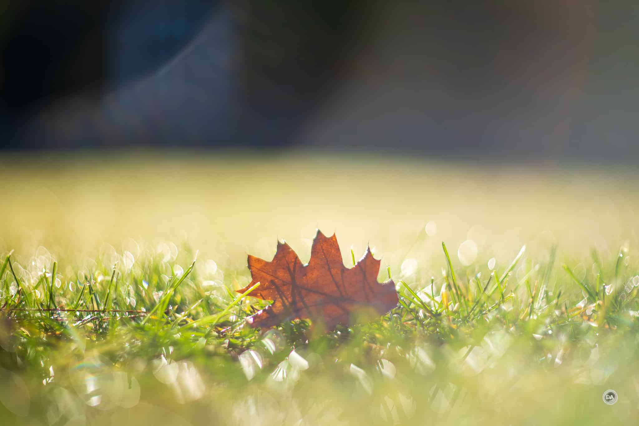 Đánh giá TTArtisan 75mm f/1.5 Swirly Bokeh cho thấy flare có thể được kiểm soát tốt nếu bạn chụp ở điều kiện hợp lý và tránh ánh sáng chiếu trực tiếp vào ống kính